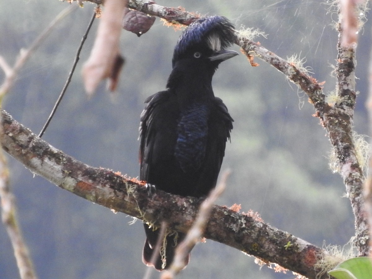 Amazonian Umbrellabird - Agustin Carrasco