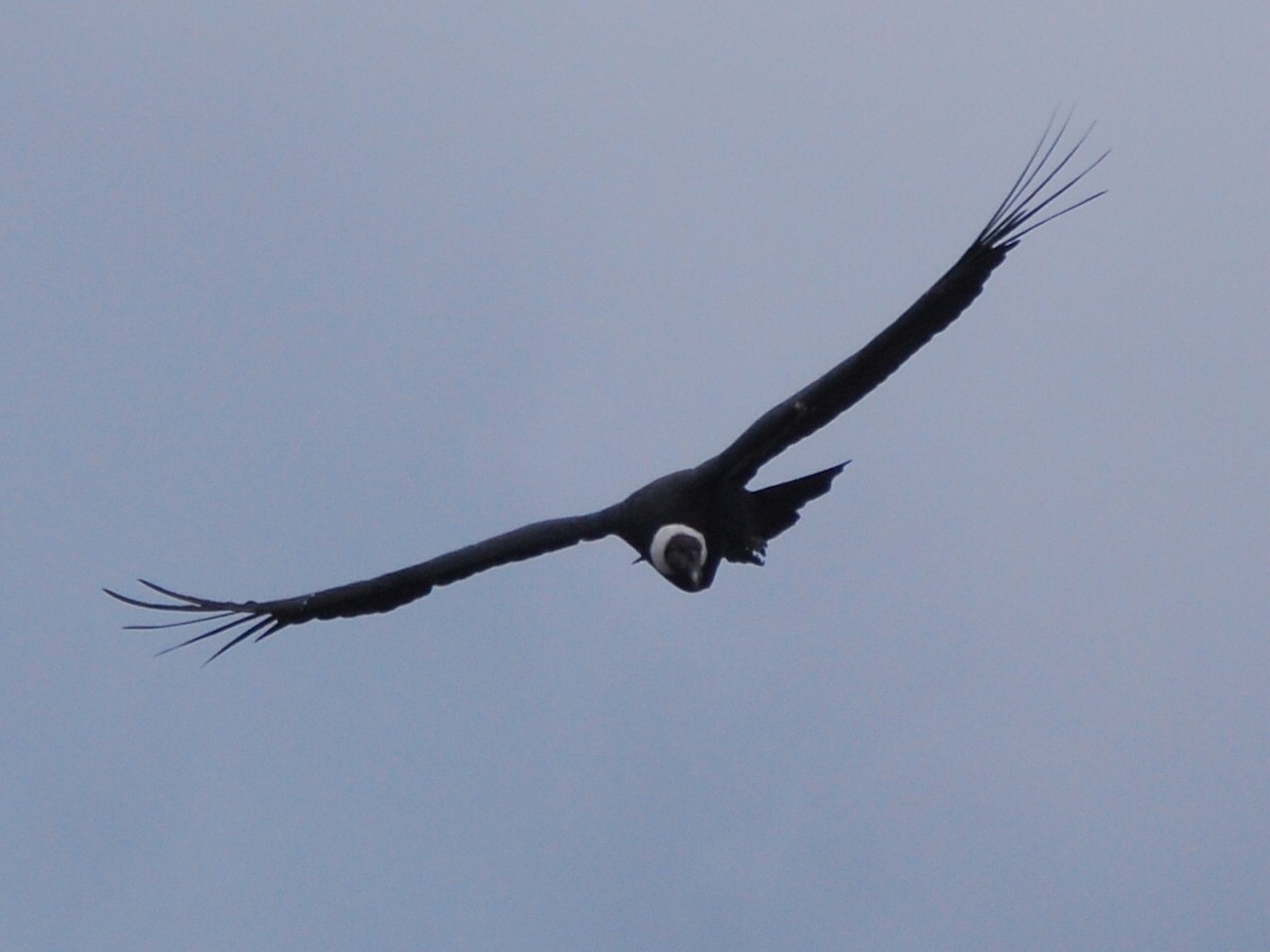 Andean Condor - Agustin Carrasco