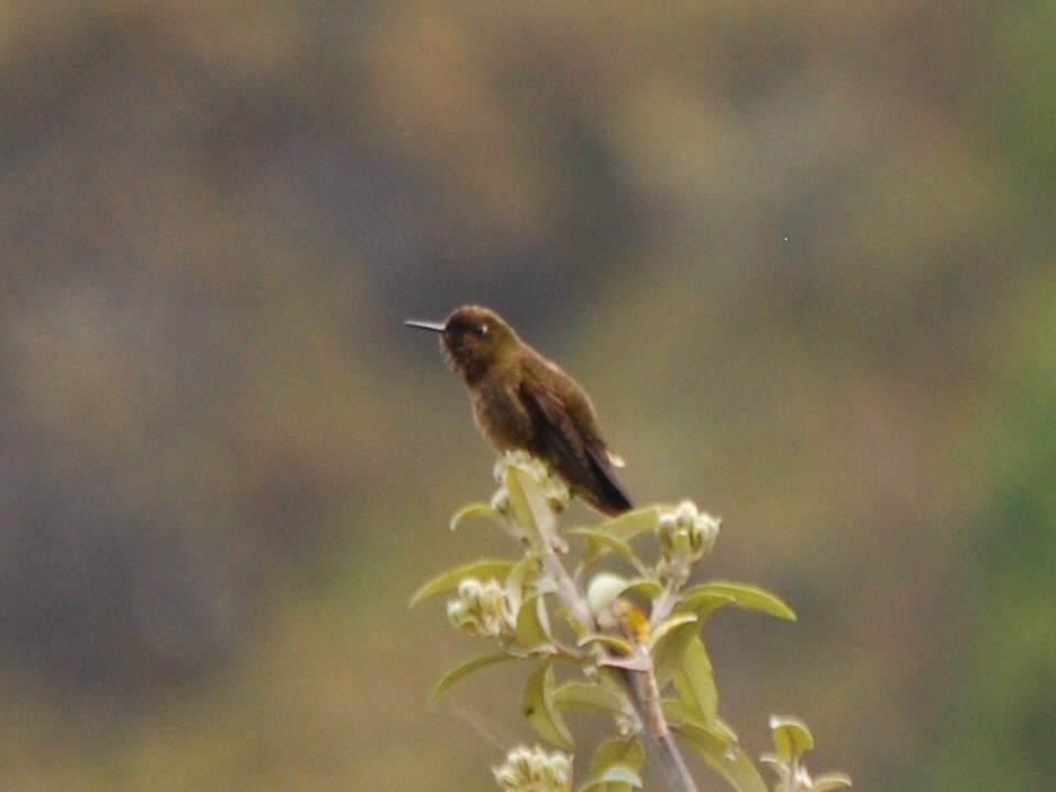 Violet-throated Metaltail - ML205756971