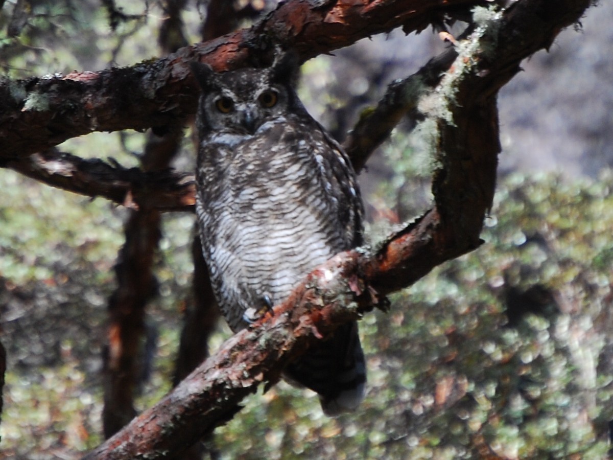 Great Horned Owl - Agustin Carrasco