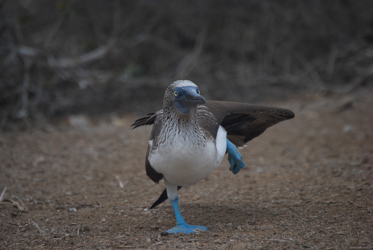Blue-footed Booby - Agustin Carrasco