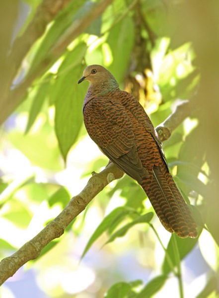 Barred Cuckoo-Dove - ML205757211