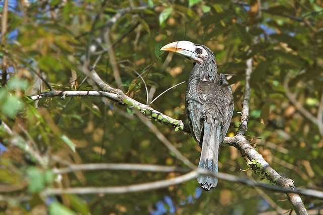 Bushy-crested Hornbill - James Eaton