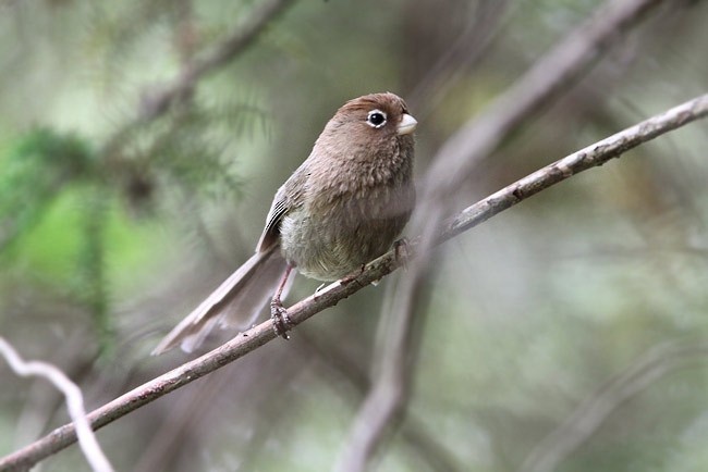 Spectacled Parrotbill - James Eaton