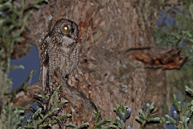 Himalayan Owl - James Eaton