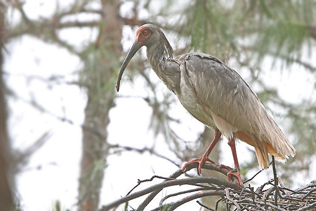 Crested Ibis - ML205757651