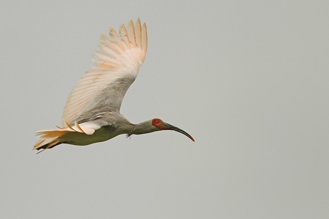 Crested Ibis - ML205757661