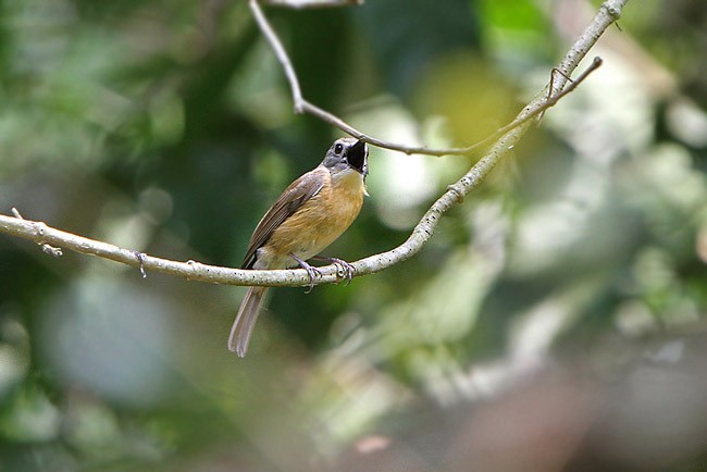Pale-chinned Flycatcher - James Eaton