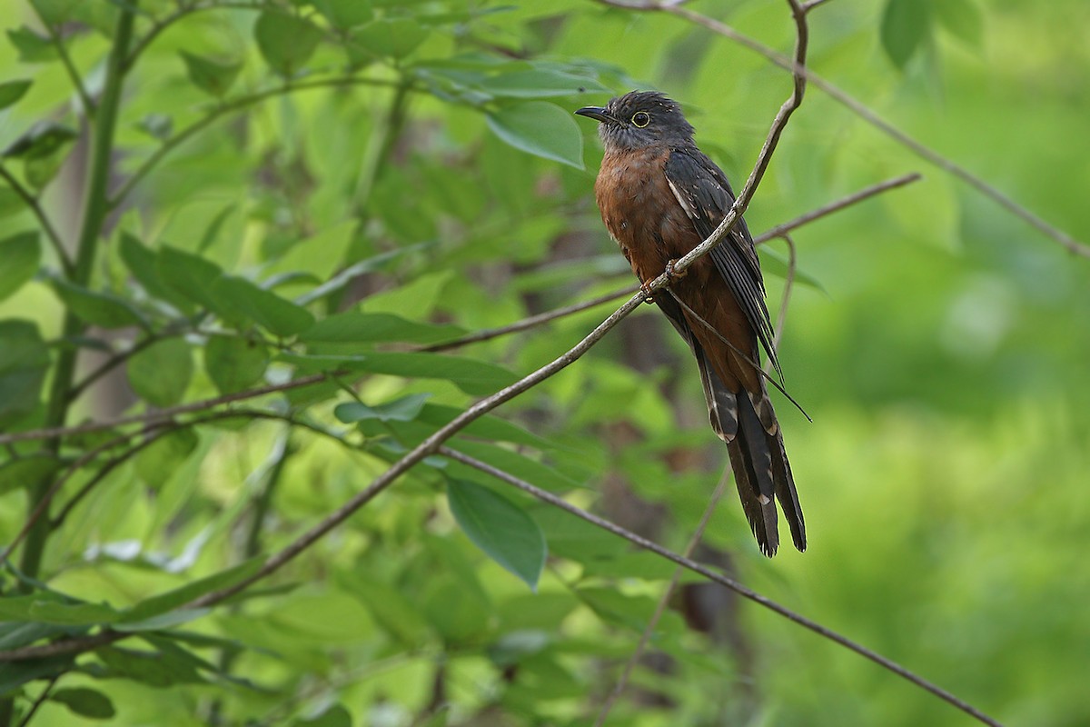 Brush Cuckoo (Sulawesi) - ML205757751