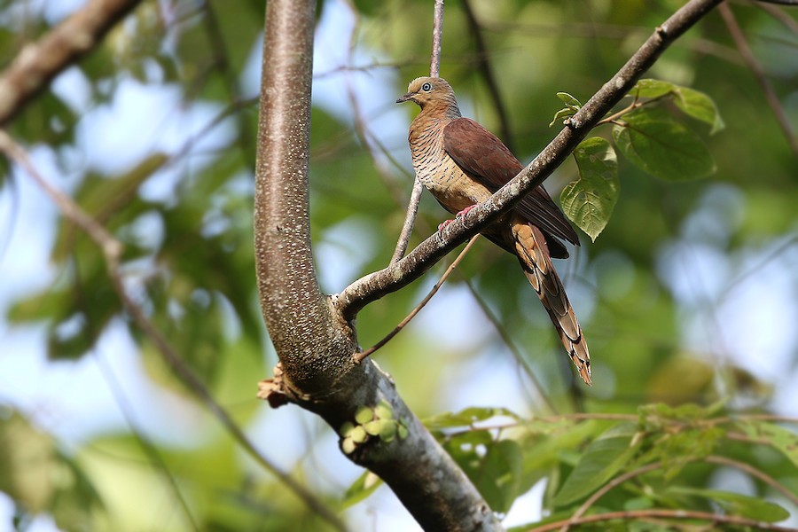 Tórtola Cuco Sultán (grupo albicapilla) - eBird