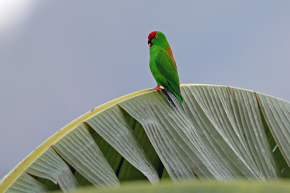 Sulawesi Hanging-Parrot - James Eaton