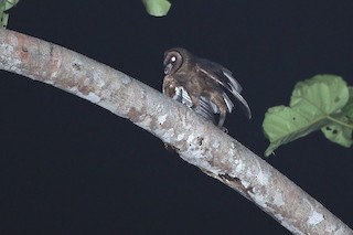 Taliabu Masked-Owl - Tyto nigrobrunnea - Birds of the World