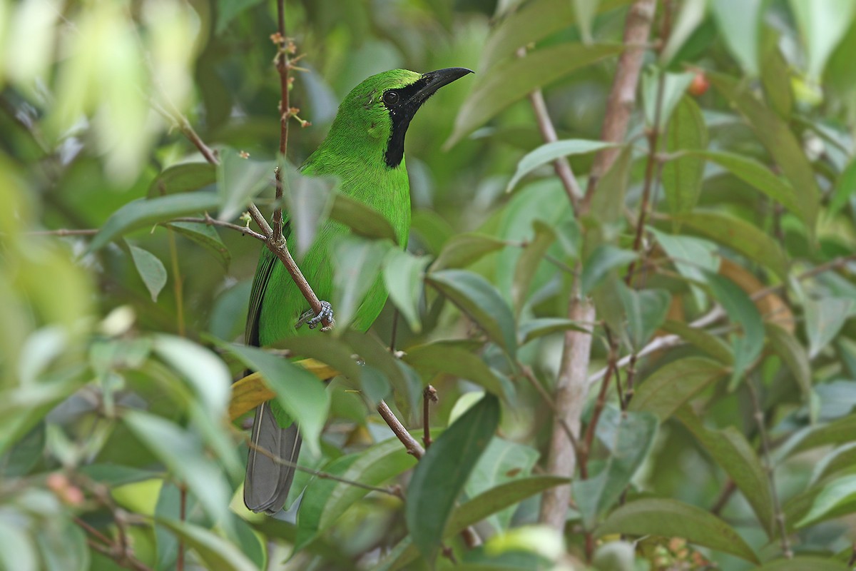 Greater Green Leafbird - James Eaton