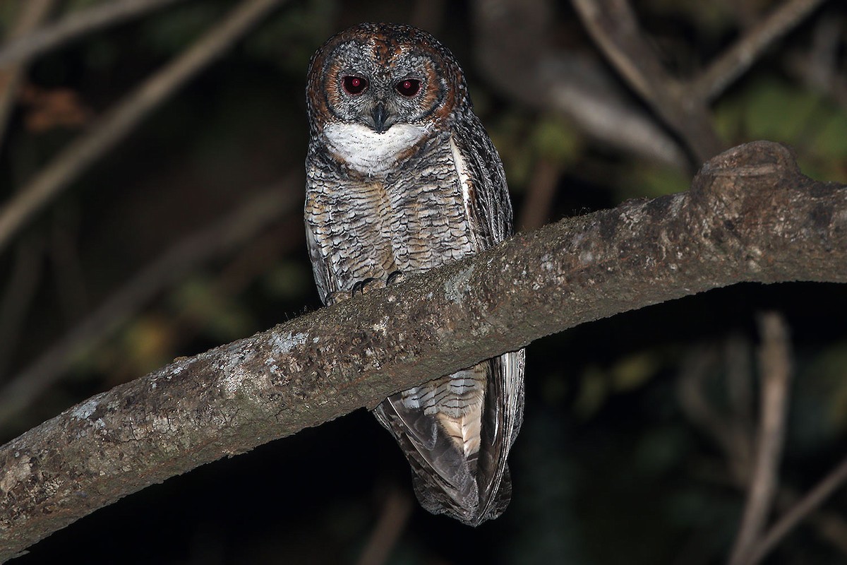 Mottled Wood-Owl - James Eaton