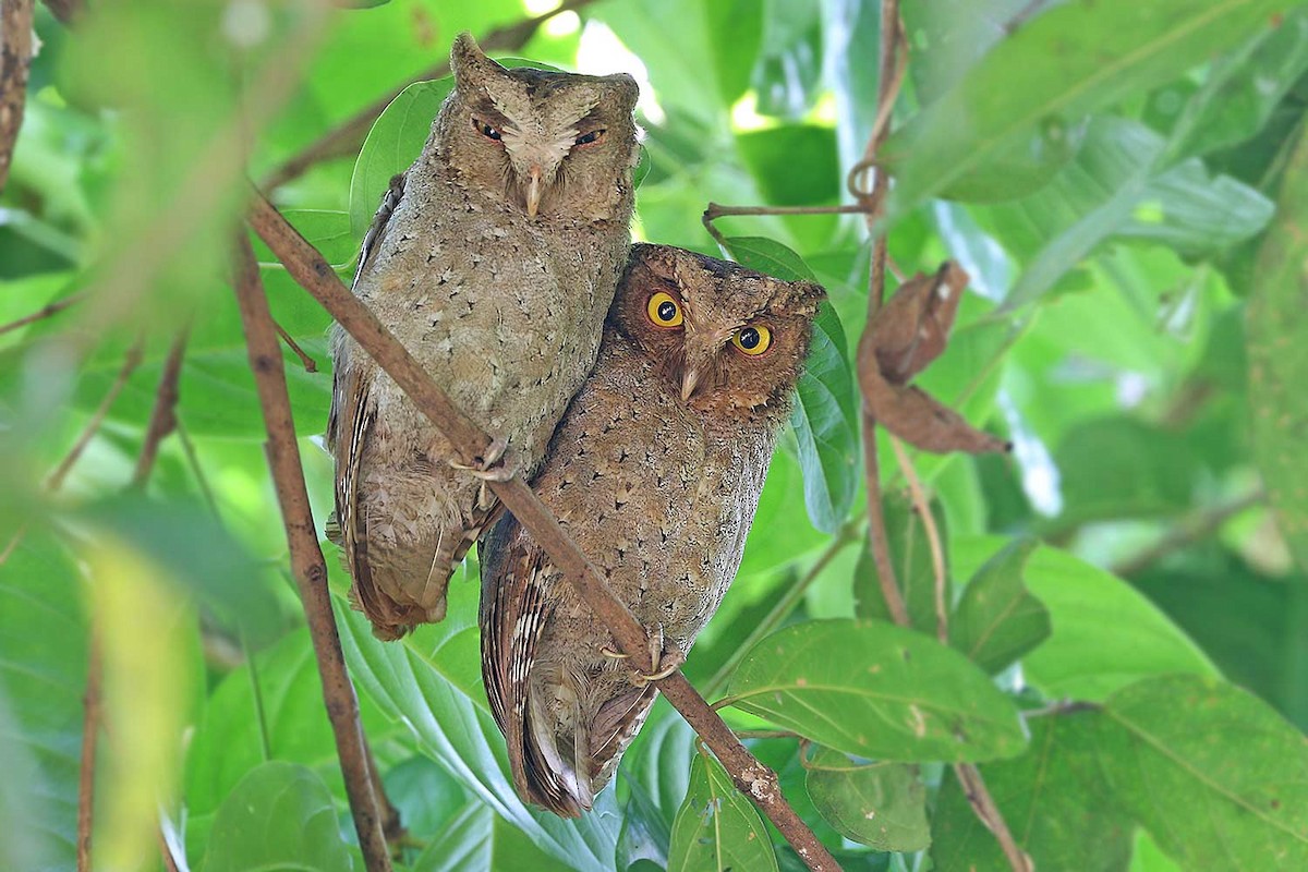 Andaman Scops-Owl - James Eaton