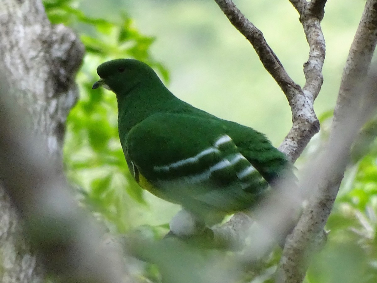 Cloven-feathered Dove - Phil Gregory | Sicklebill Safaris | www.birder.travel