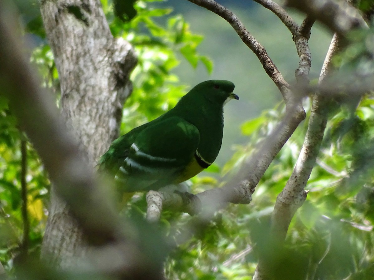 Cloven-feathered Dove - ML205758341