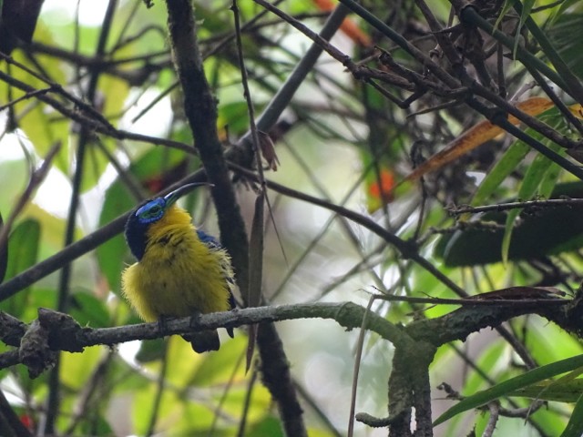 Yellow-bellied Sunbird-Asity - Phil Gregory | Sicklebill Safaris | www.birder.travel