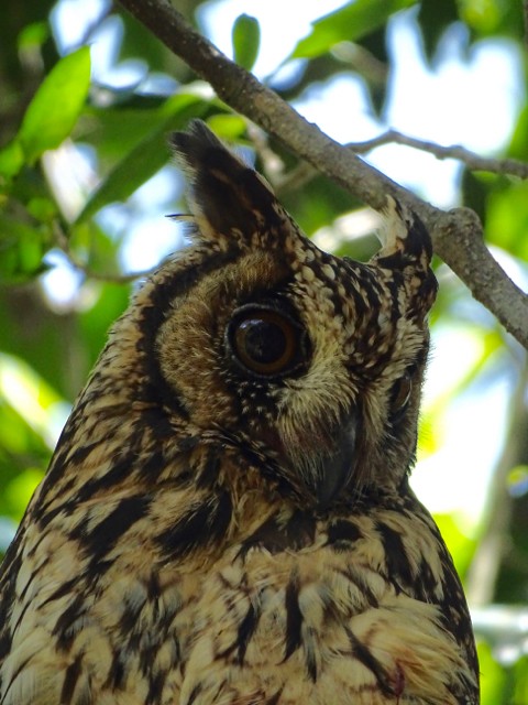 Madagascar Owl - ML205758381