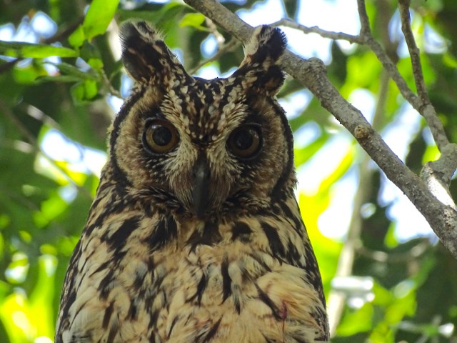 Madagascar Owl - Phil Gregory | Sicklebill Safaris | www.birder.travel