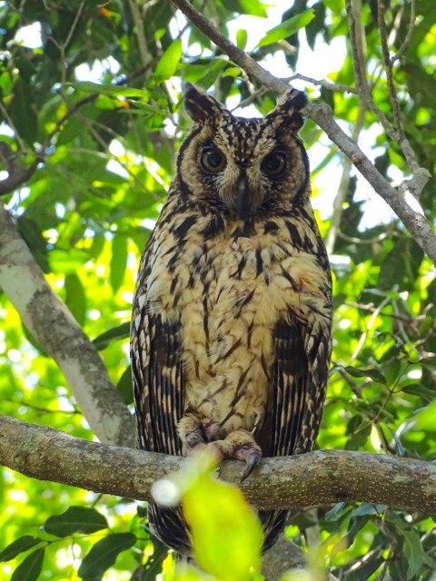 Madagascar Owl - ML205758401