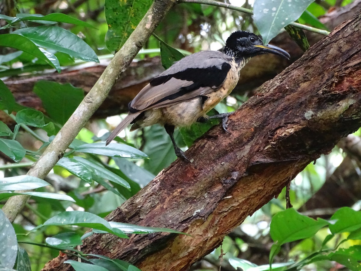 Victoria's Riflebird - Phil Gregory | Sicklebill Safaris | www.birder.travel