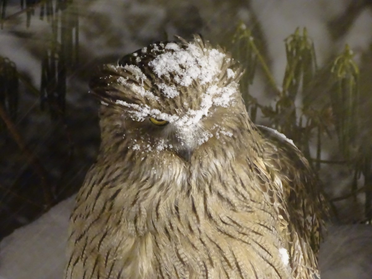 Blakiston's Fish-Owl - Phil Gregory | Sicklebill Safaris | www.birder.travel