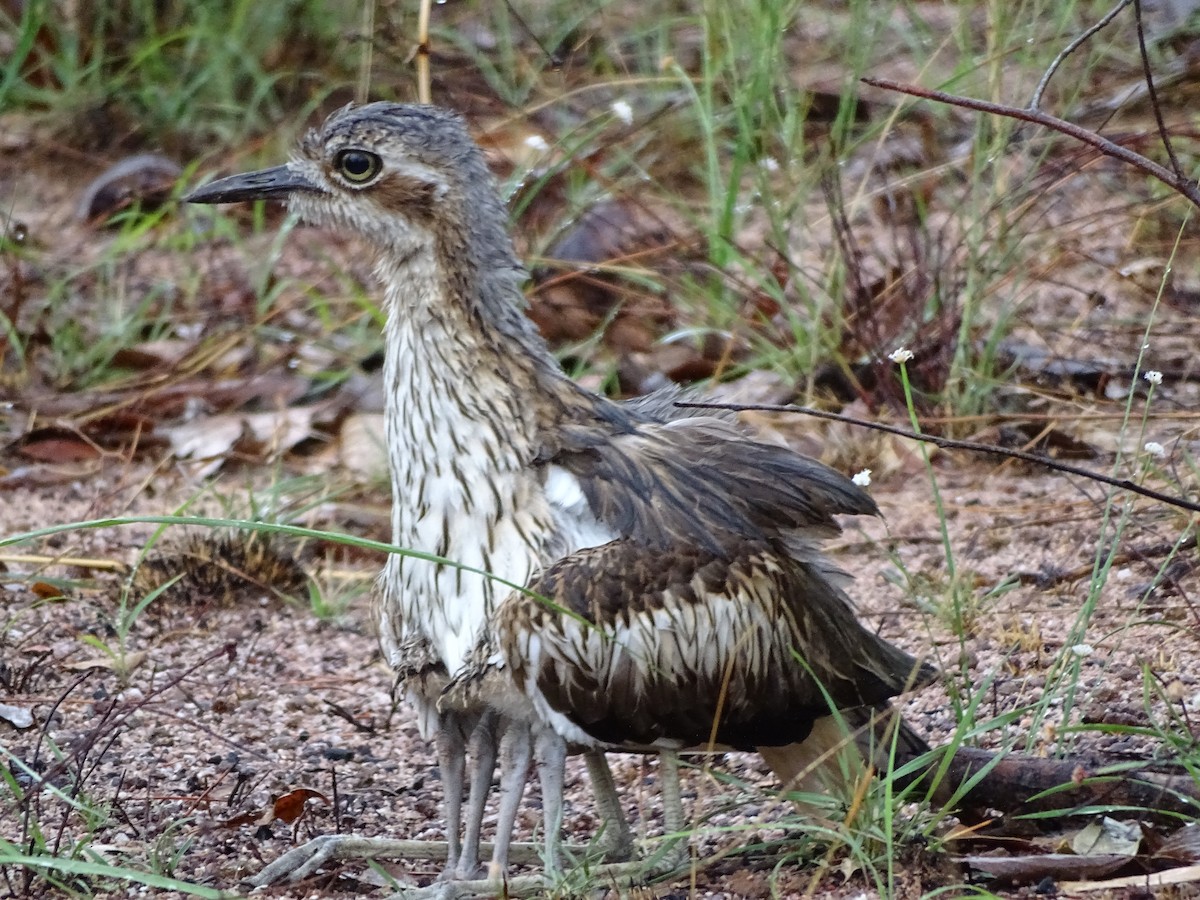 Bush Thick-knee - Phil Gregory | Sicklebill Safaris | www.birder.travel