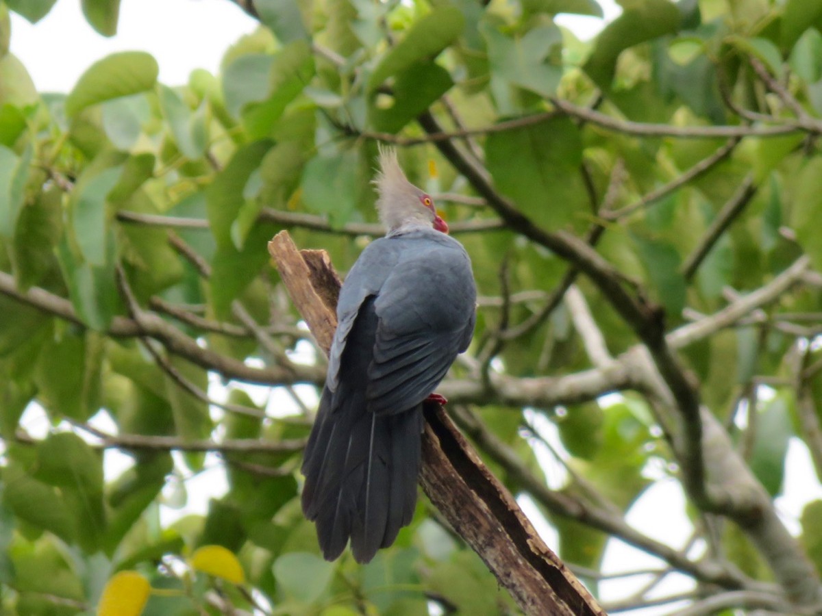 Crested Cuckoo-Dove - Phil Gregory | Sicklebill Safaris | www.birder.travel