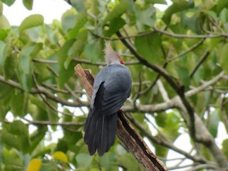 Crested Cuckoo-Dove, ML205758741