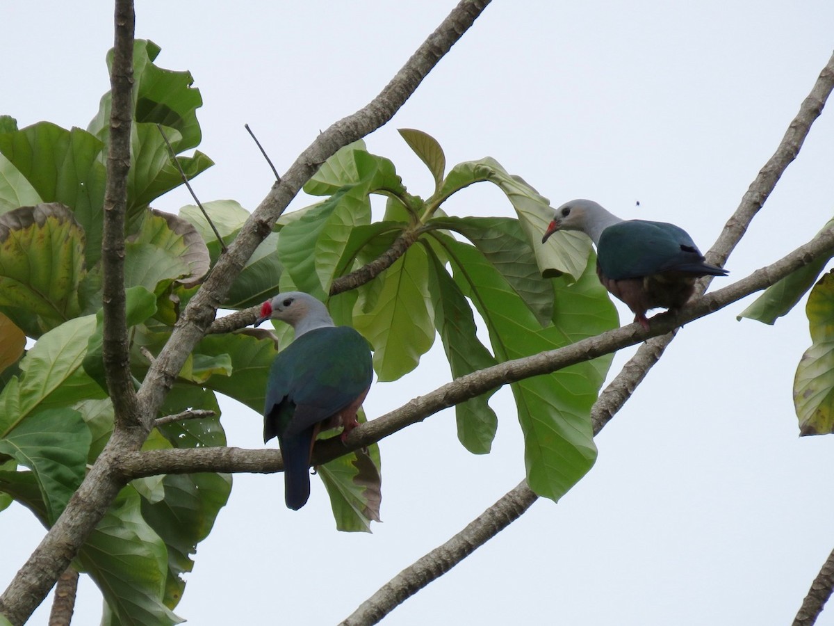 Red-knobbed Imperial-Pigeon (Gray-necked) - ML205758791