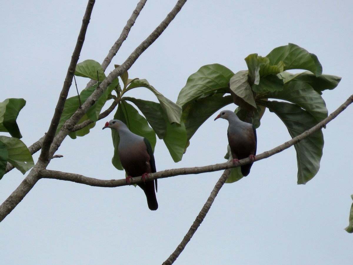 Red-knobbed Imperial-Pigeon (Gray-necked) - ML205758801