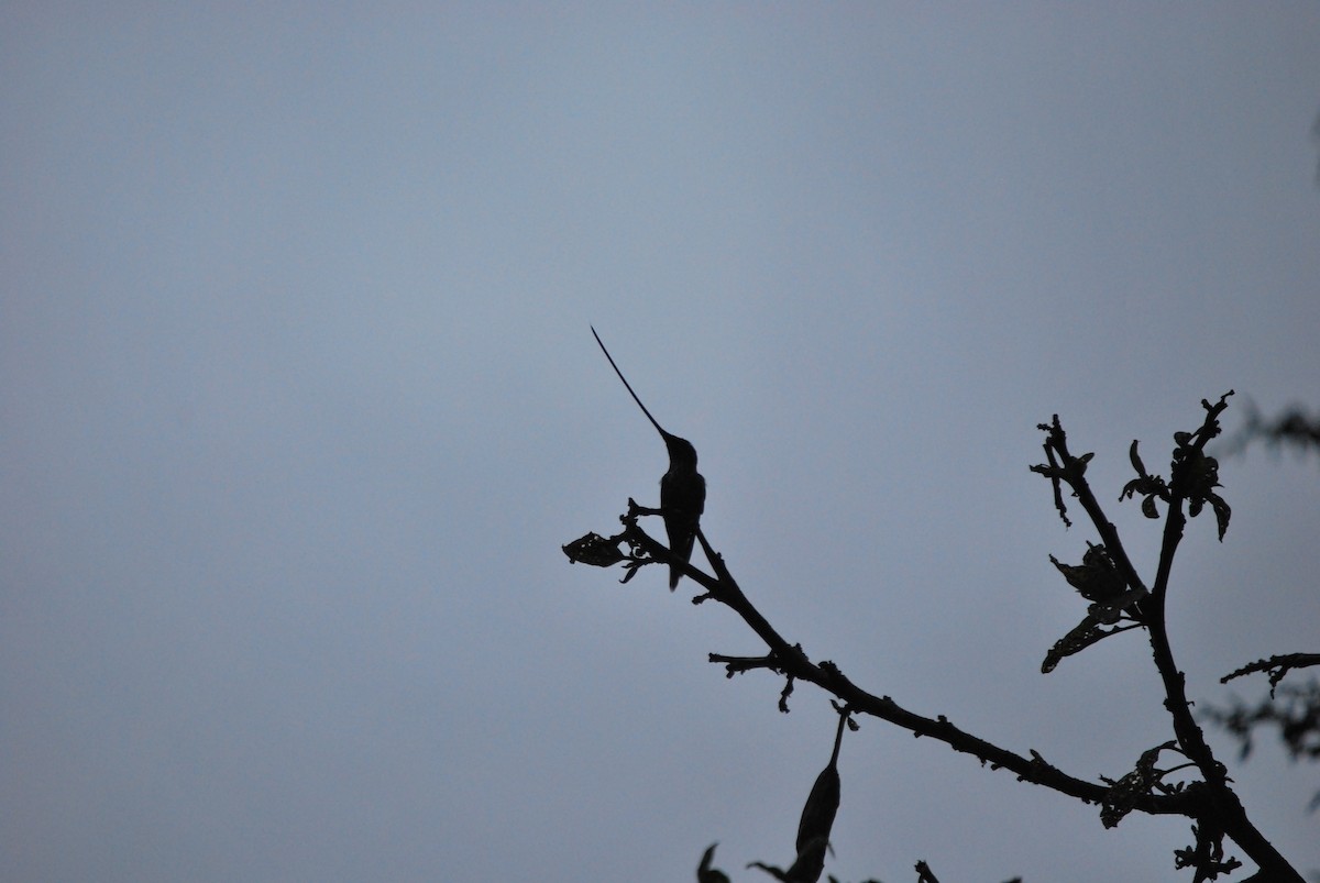 Sword-billed Hummingbird - Agustin Carrasco
