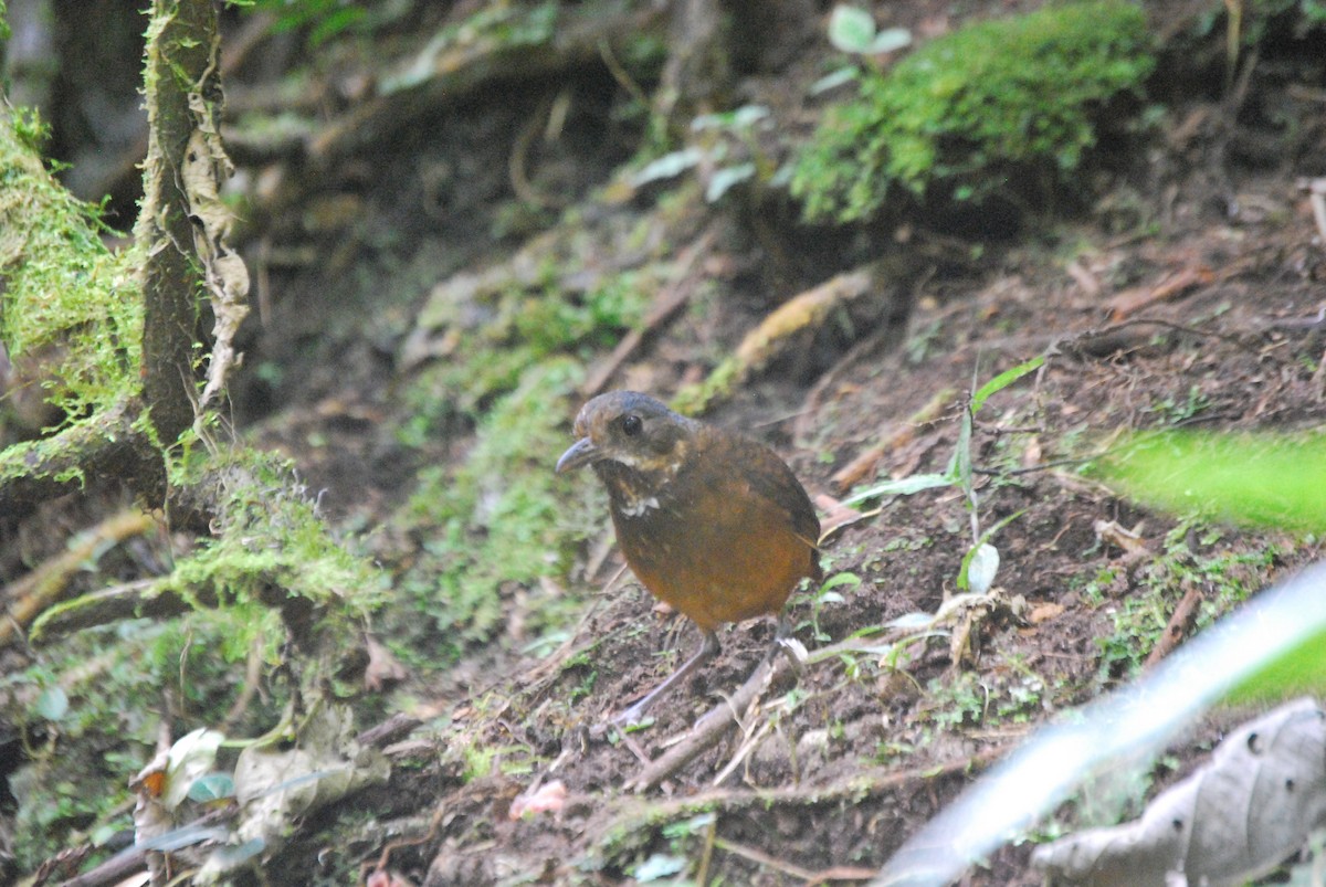 Moustached Antpitta - ML205758861