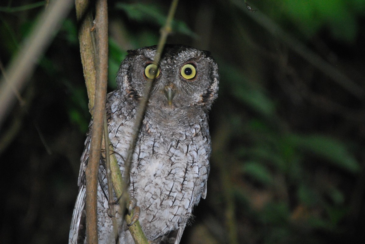 Peruvian Screech-Owl (pacificus) - Agustin Carrasco