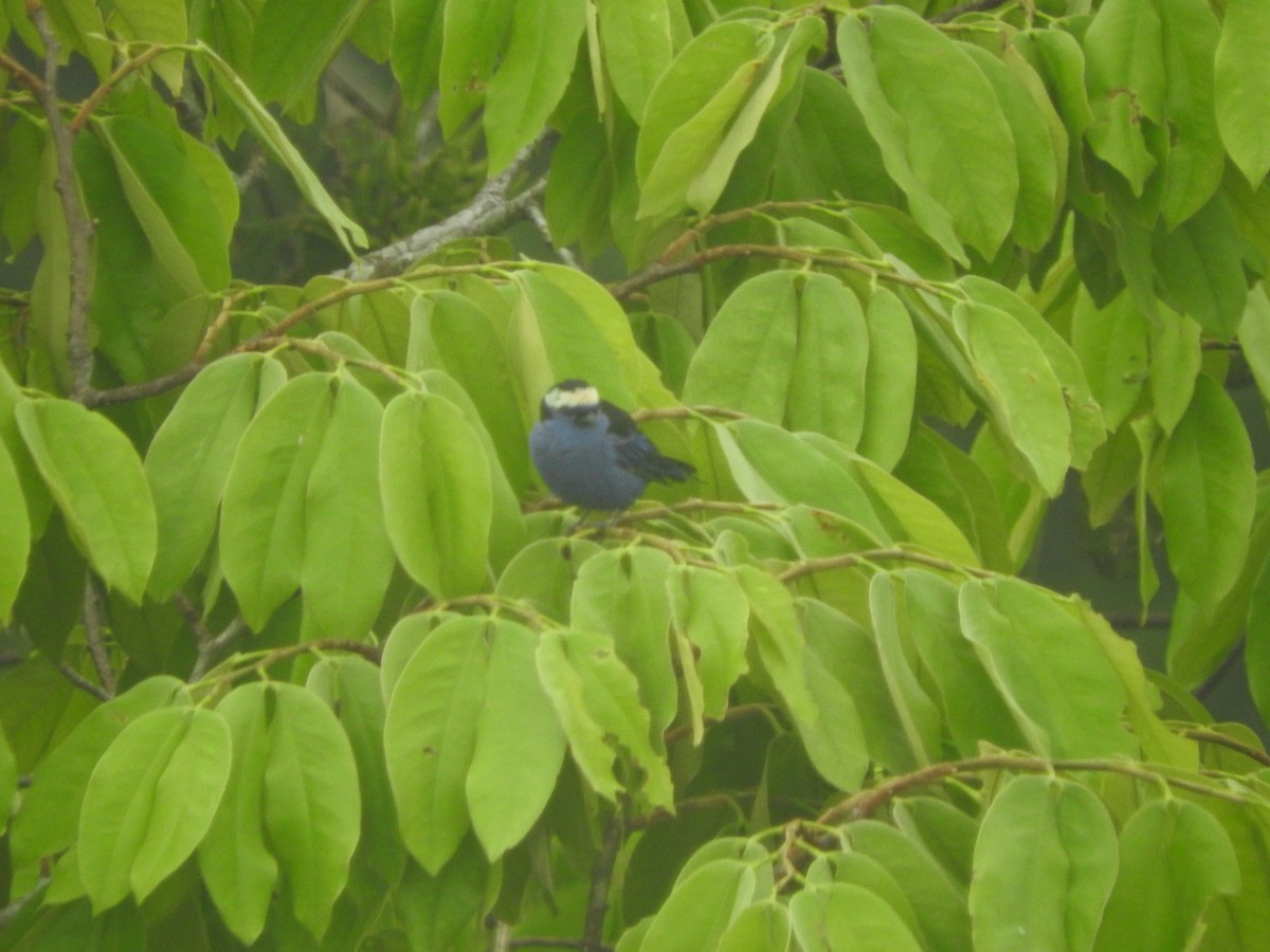 Opal-crowned Tanager - Agustin Carrasco