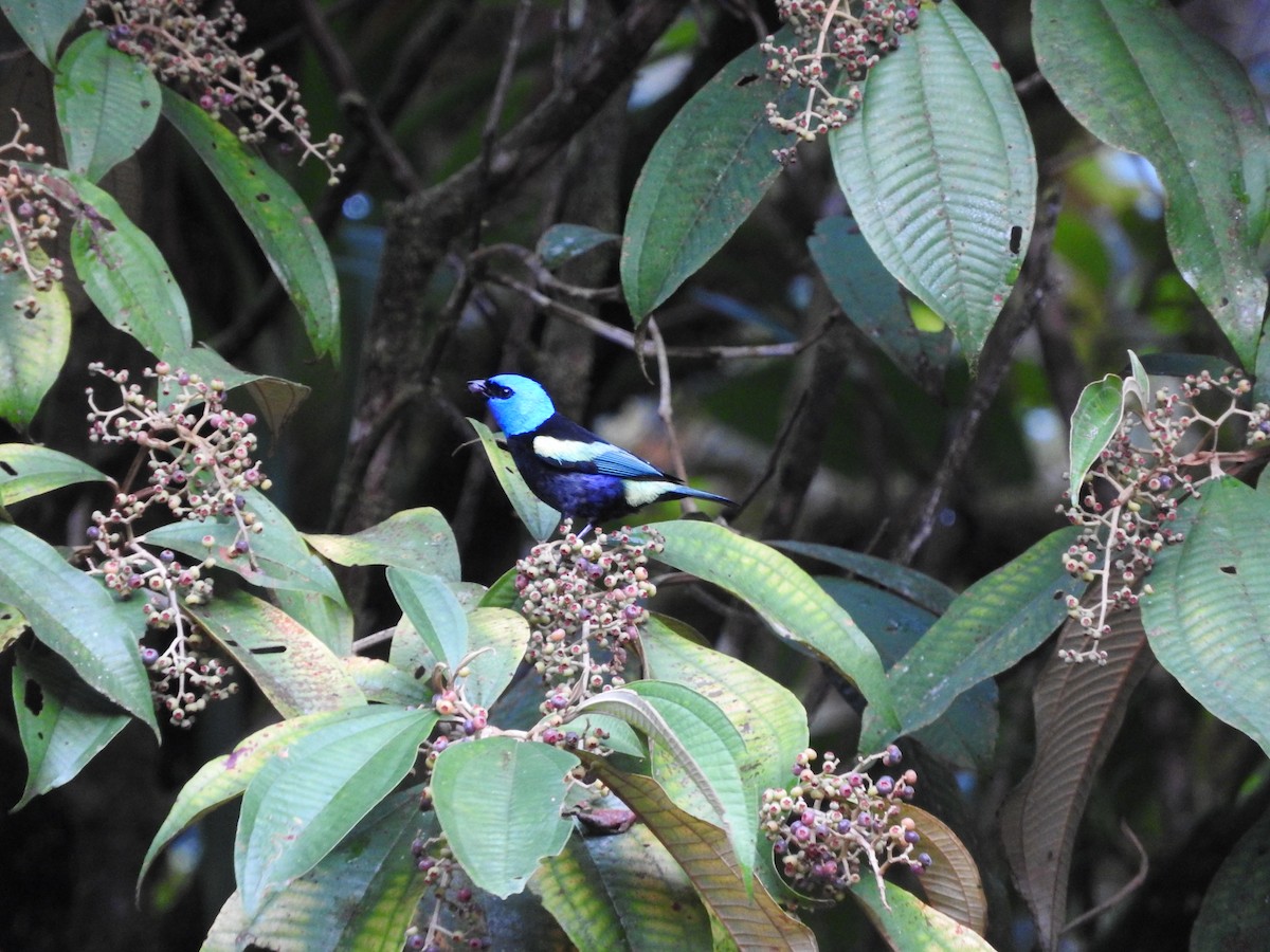 Blue-necked Tanager - ML205759101