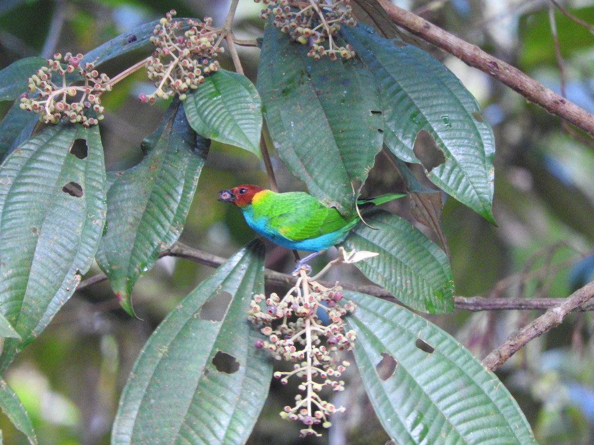 Bay-headed Tanager (Bay-and-blue) - ML205759121