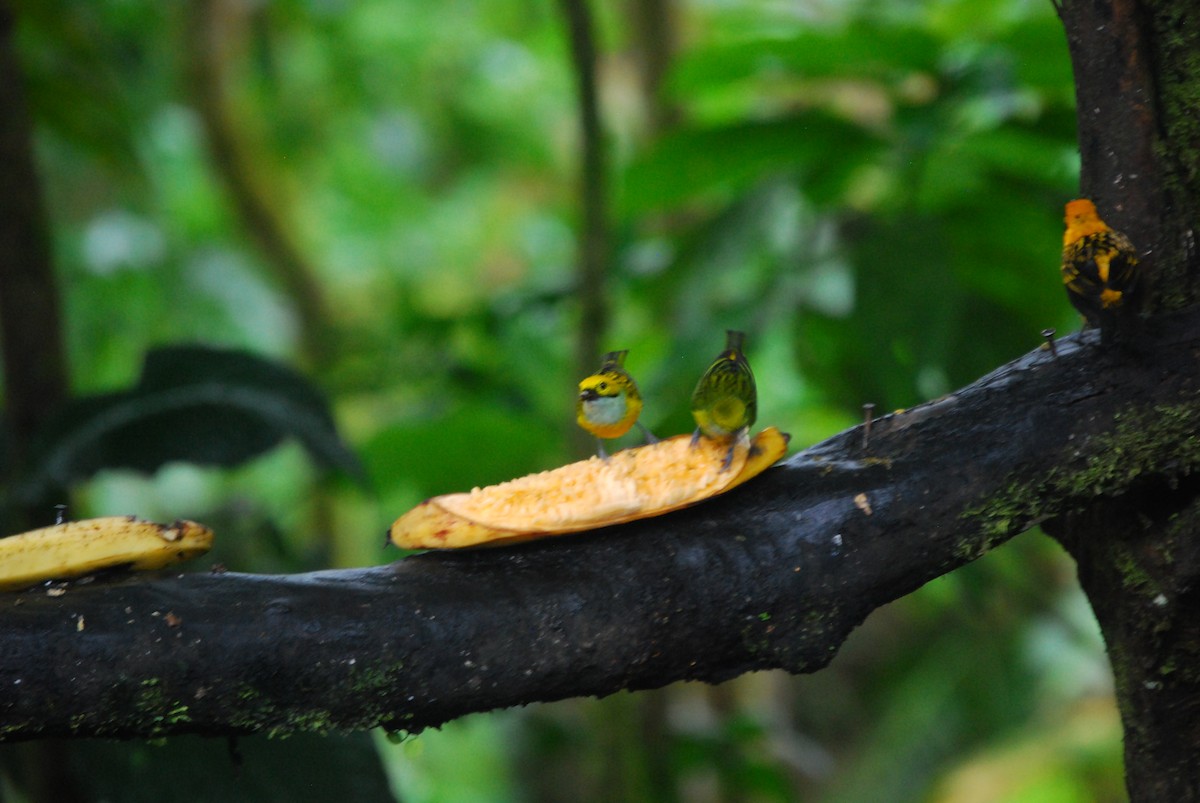 Silver-throated Tanager - ML205759141