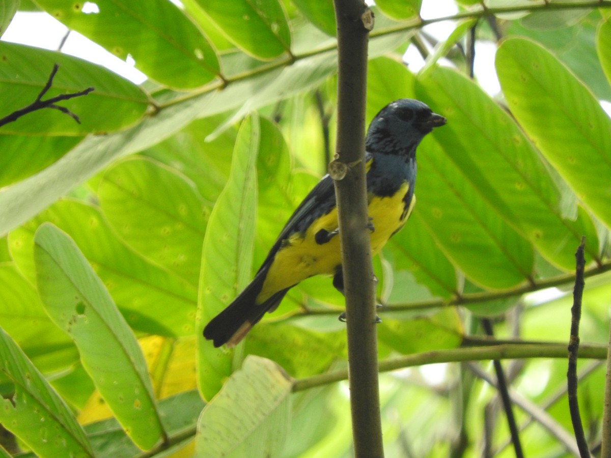 Turquoise Tanager - ML205759171