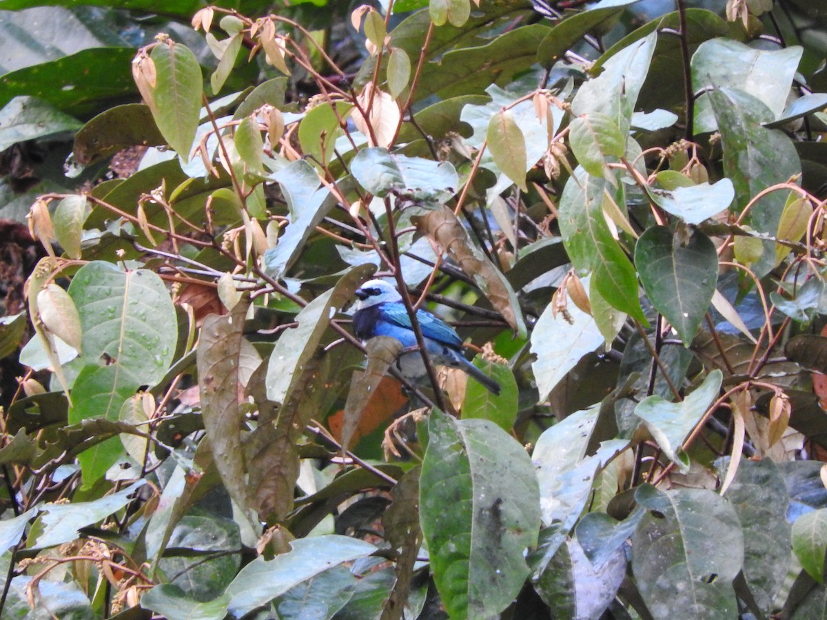 Masked Tanager - ML205759181