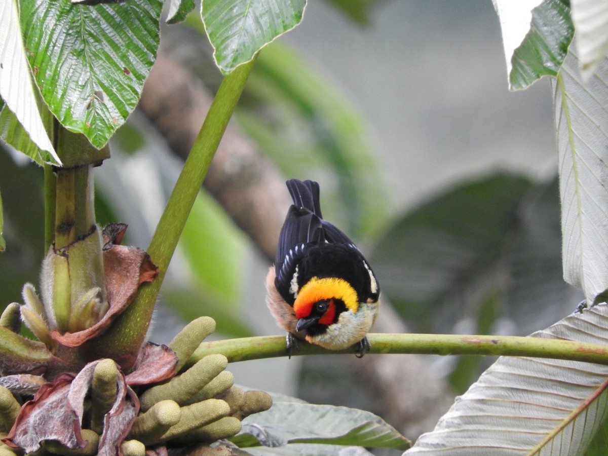 Flame-faced Tanager (Flame-faced) - ML205759211