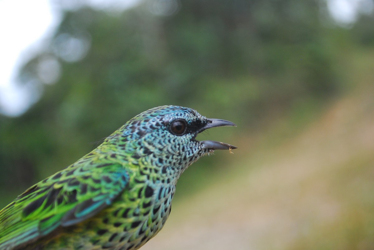 Spotted Tanager - ML205759221