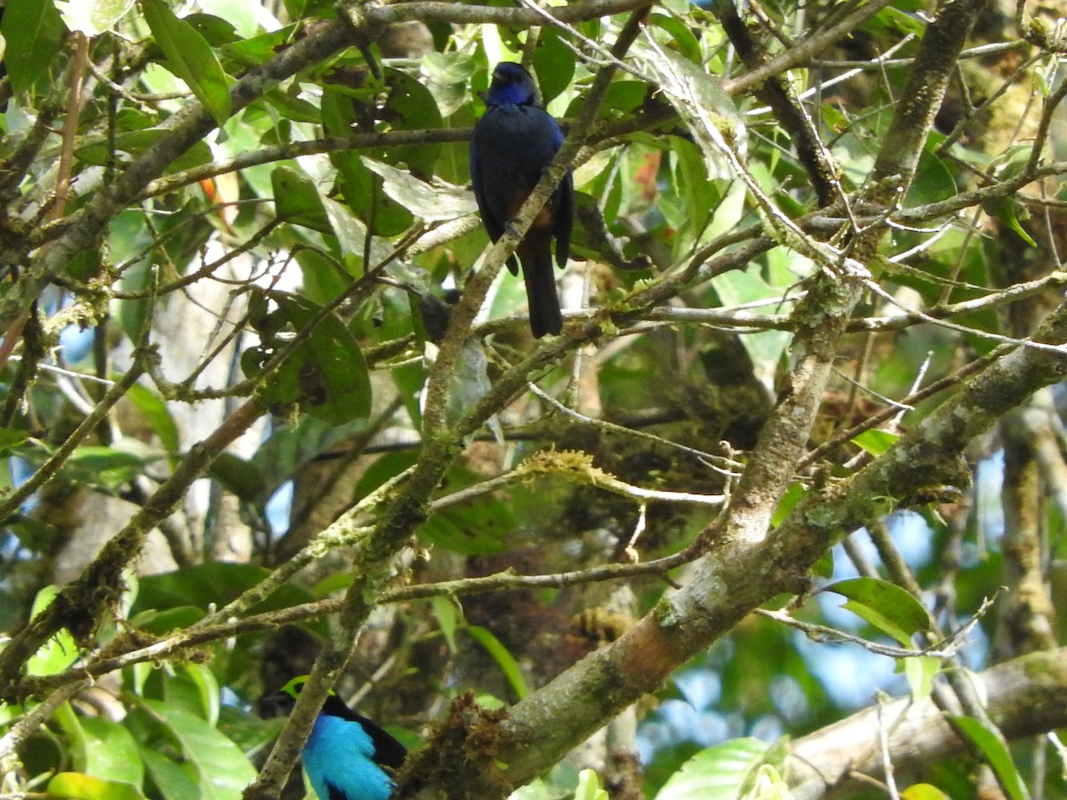 Opal-rumped Tanager (Opal-rumped) - ML205759271