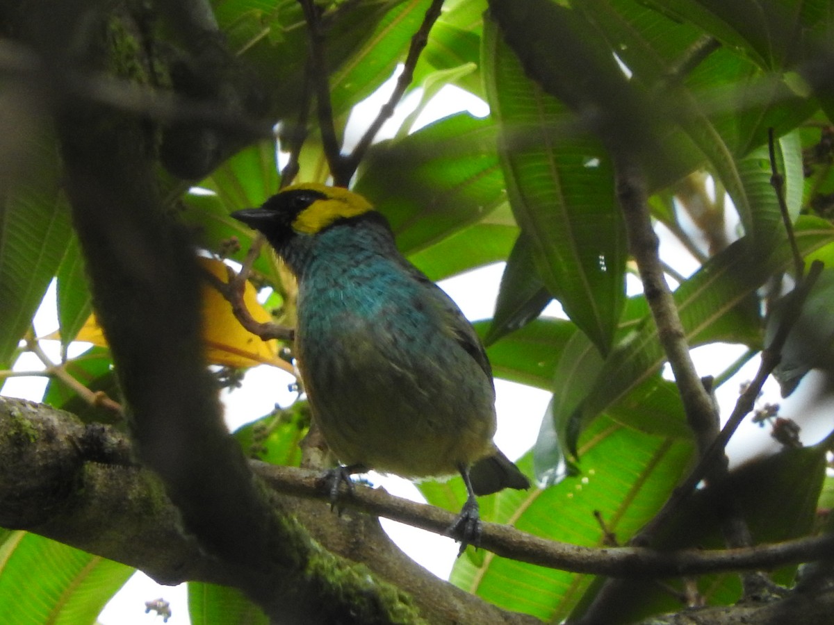 Saffron-crowned Tanager - ML205759281