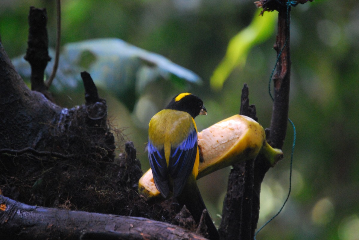 Black-chinned Mountain Tanager - Agustin Carrasco