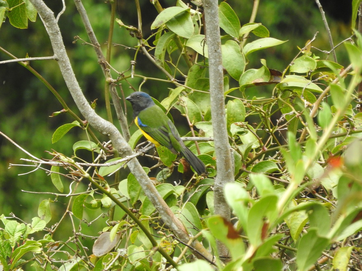 Black-chested Mountain Tanager - ML205759361