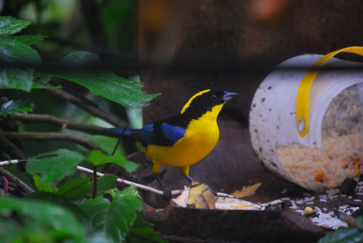 Blue-winged Mountain Tanager (Blue-winged) - Agustin Carrasco