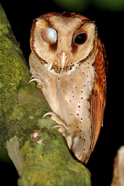 Oriental Bay-Owl - James Eaton