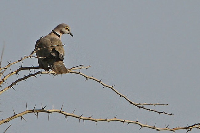 Burmese Collared-Dove - ML205759691